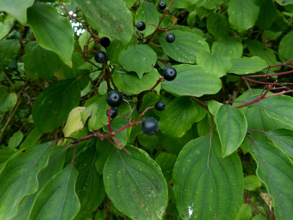 Cornus sanguinea